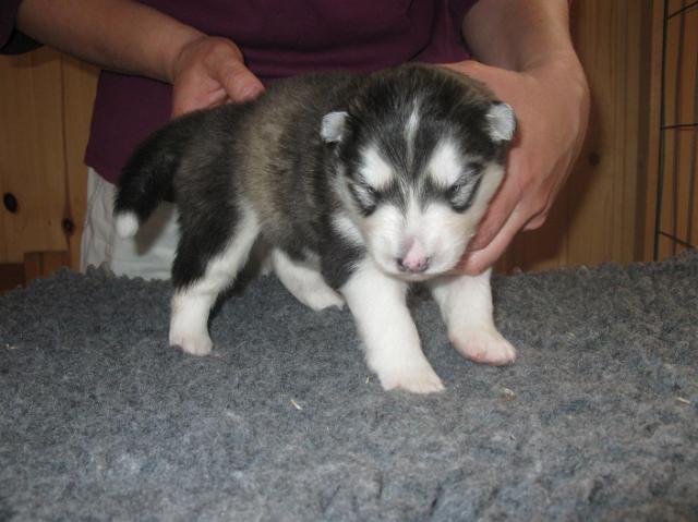 Annan pennut-pups180510086.JPG - 18.5.2010